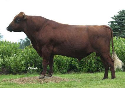 DECAF SUMME RED — CO 26156